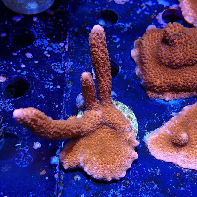 Montipora digitata