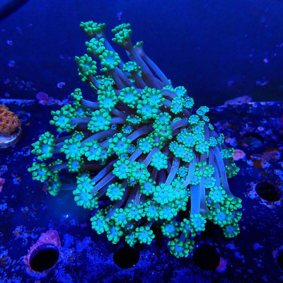 Alveopora- Corail en WYSIWYG
