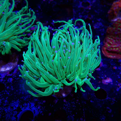 Euphyllia glabrescens en WYSIWYG chez Recif'All
