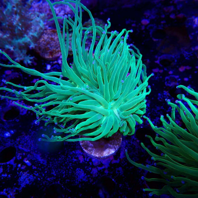 Euphyllia glabrescens