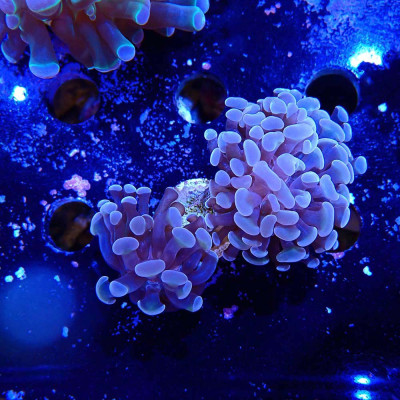 Euphyllia paraancora- Corail en WYSIWYG