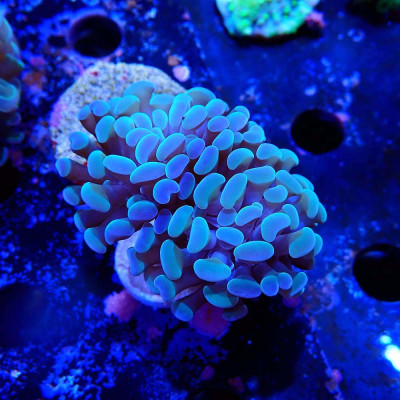 Euphyllia paraancora- Corail en WYSIWYG