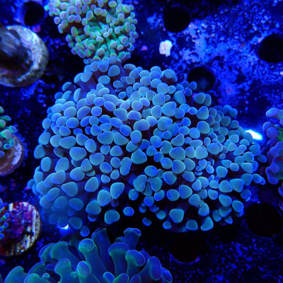 Euphyllia paraancora- Corail en VPC dans toute la Suisse