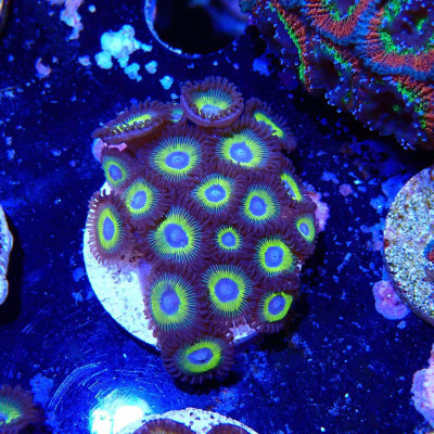 Zoanthus Ultra