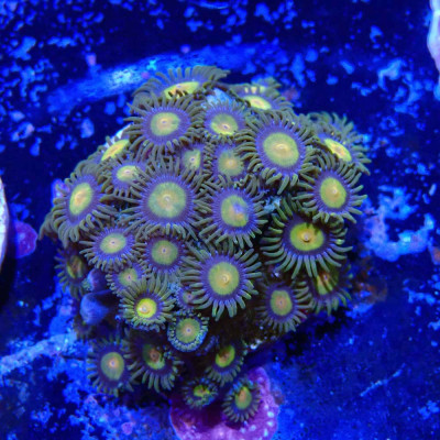 Zoanthus Ultra Tutti Frutti