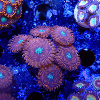 Zoanthus Ultra Red Magician