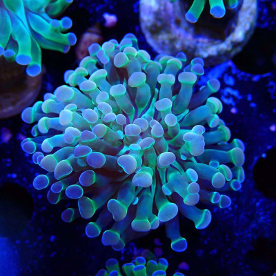 Euphyllia paraancora- Corail en WYSIWYG