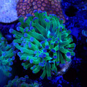 Euphyllia paraancora