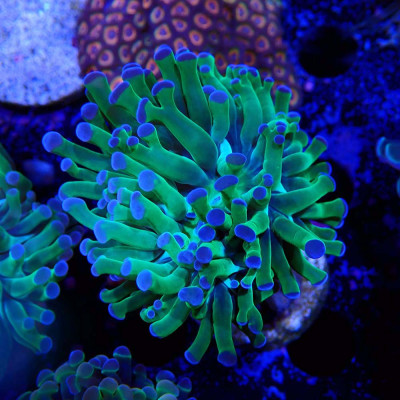 Euphyllia paraancora