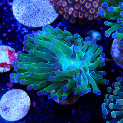 Euphyllia en WYSIWYG chez Récif'All