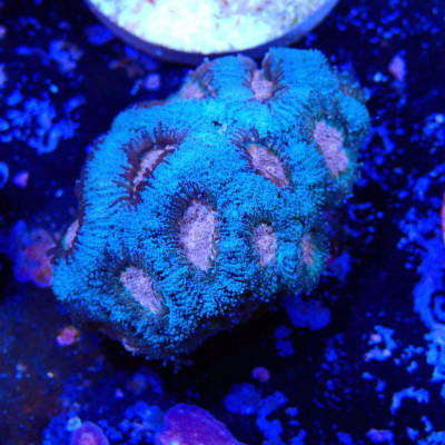 Acanthastrea lordhowensis
