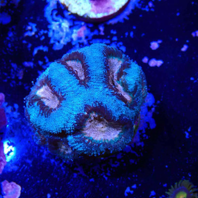 Acanthastrea lordhowensis- Corail en WYSIWYG