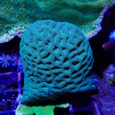 Goniastrea sp.