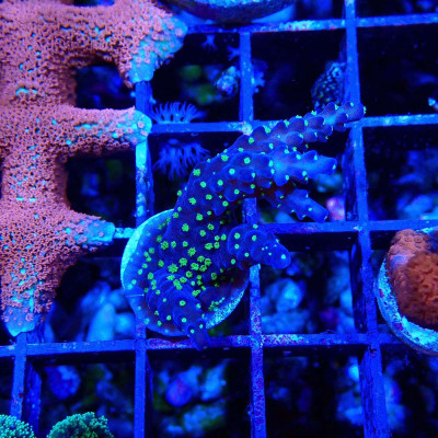 Acropora sp.