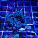 Acropora sp.
