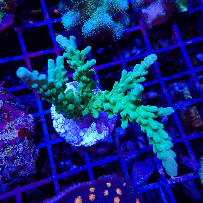 Acropora sp. im WYSIWYG