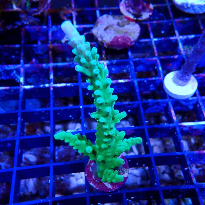 Acropora sp.