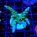 Acropora sp.