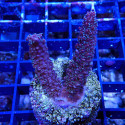 Acropora sp.