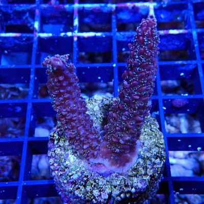 Acropora sp.- Corail und VPC