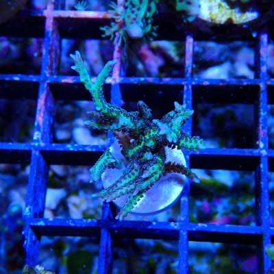 Seriatopora hystrix