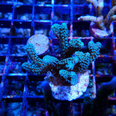 Seriatopora caliendrum