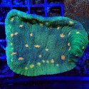 Echinophyllia Space Invader sp.
