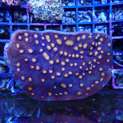 Echinophyllia sp.
