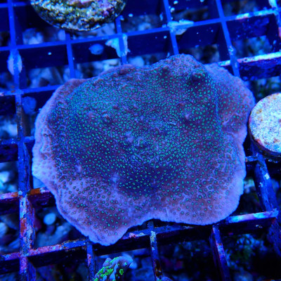 Montipora sp.