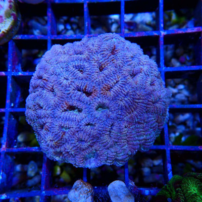 Favia sp.- Corail en WYSIWYG