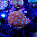 Acanthastrea lordhowensis