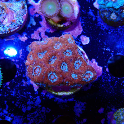 Acanthastrea lordhowensis