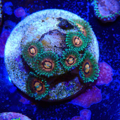 Zoanthus Ultra Rainbow Incinerator
