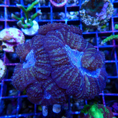 Acanthastrea pachysepta