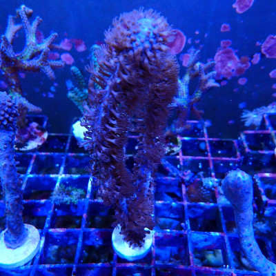 Plexaurella sp.