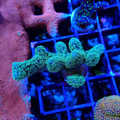 Stylophora pistillata Milka zum günstigen Preis bei Recif'All