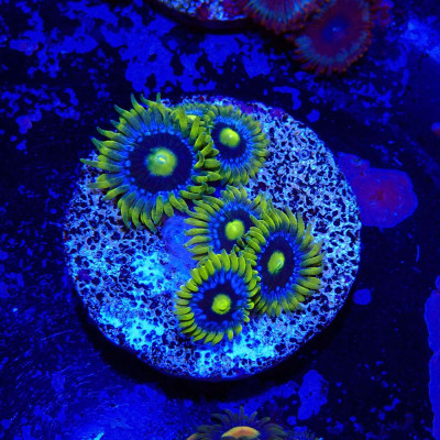 Zoanthus Ultra Blueberry pie