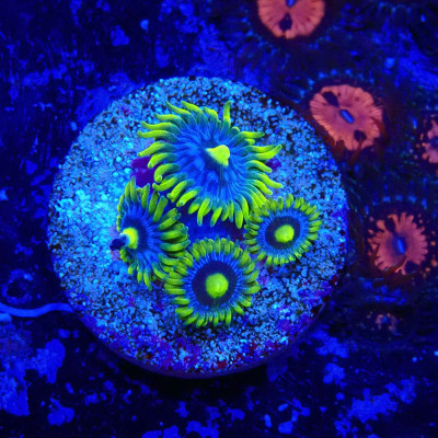 Zoanthus Ultra Blueberry pie