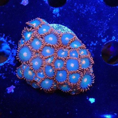 Zoanthus Ultra Gatorade