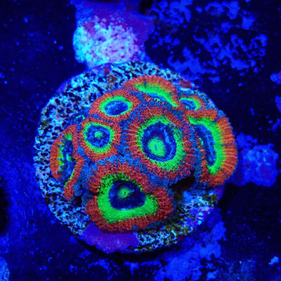Micromussa Holy Grail- Corail en WYSIWYG