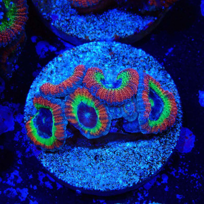 Micromussa Holy Grail- Corail en WYSIWYG