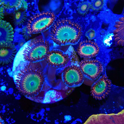 Zoanthus Ultra