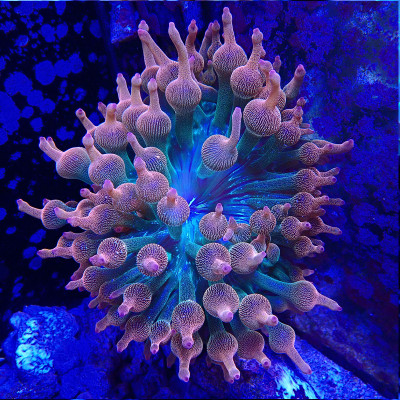 Entacmea quadricolor- Anémone