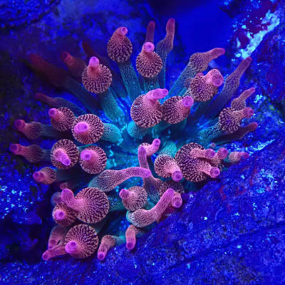 Entacmea quadricolor Sunburst