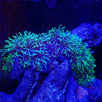 Briareum Vert Fluo