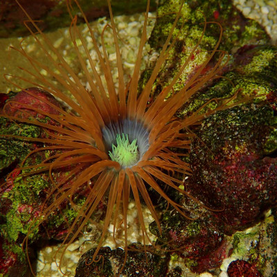 Cerianthus-Anemone