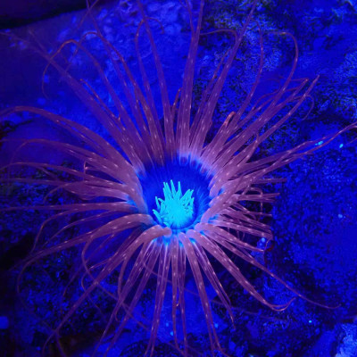 Cerianthus-Anemone