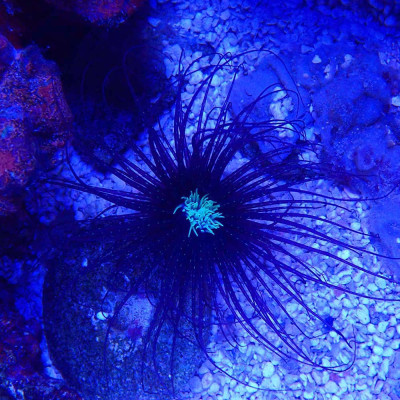 Cerianthus-Anemone Cerianthus-Anemone