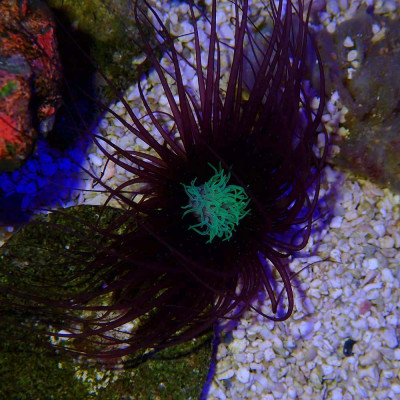Cerianthus-Anemone