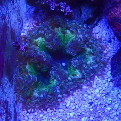 Phymanthus crucifer- Rock flower anemone